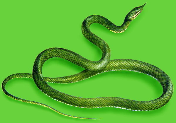 尖喙蛇.jpg